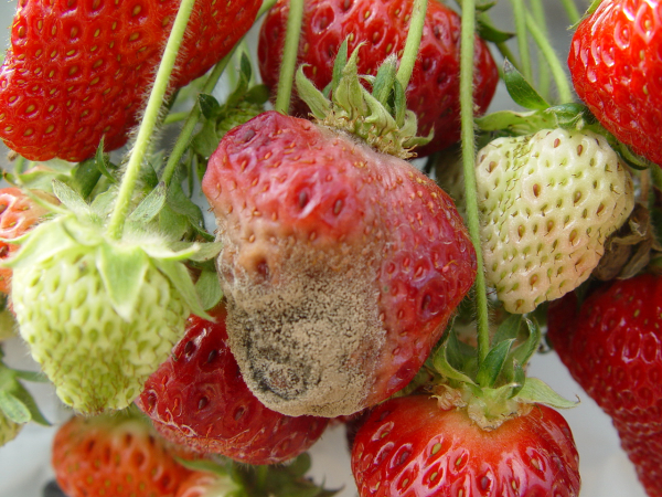 과실에 발생한 잿빛곰팡이병