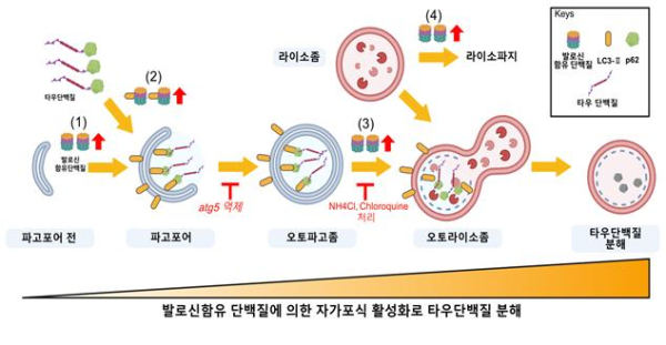 발로신 함유 단백질에 의한 자가포식 활성화로 타우단백질이 분해되는 과정 모식도