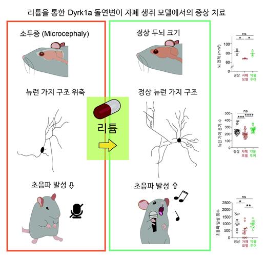 리튬을 통한 Dyrk1a 돌연변이 자폐 생쥐 모델에서의 증상 치료