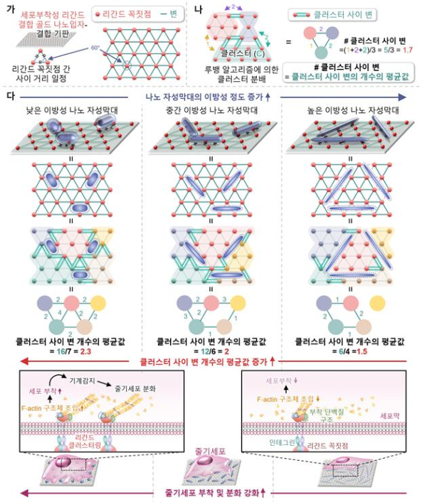 그래프 이론 기반 리간드 네트워크 모델을 이용한 줄기세포 조절 시스템의 모식도