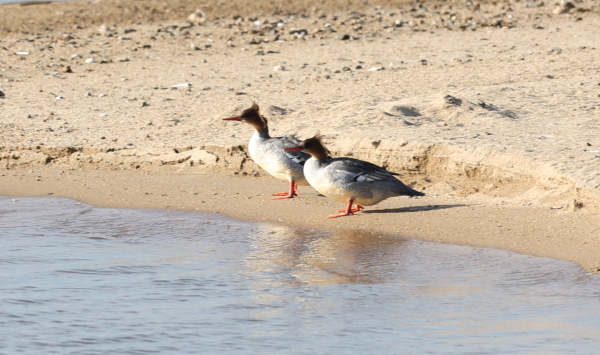 서산 천수만에서 22일 오후 3시경 확인된 호사비오리 모습