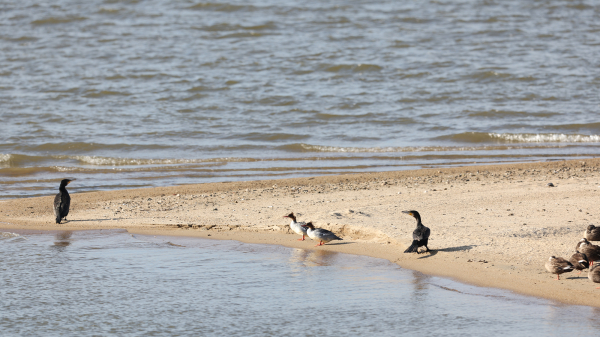 서산 천수만에서 22일 오후 3시경 확인된 호사비오리 모습