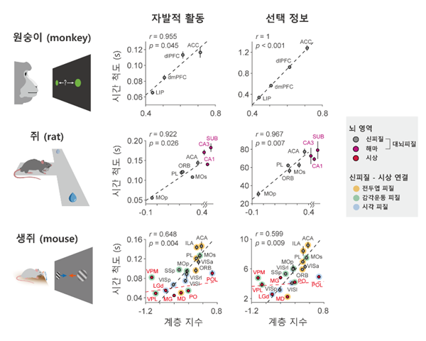 영장류와 설치류 뇌에서 뉴런의 자발적 활동과 정보 표상 활동의 시간 스케일이 여러 대뇌피질 영역에 걸쳐 계층적으로 증가하는
