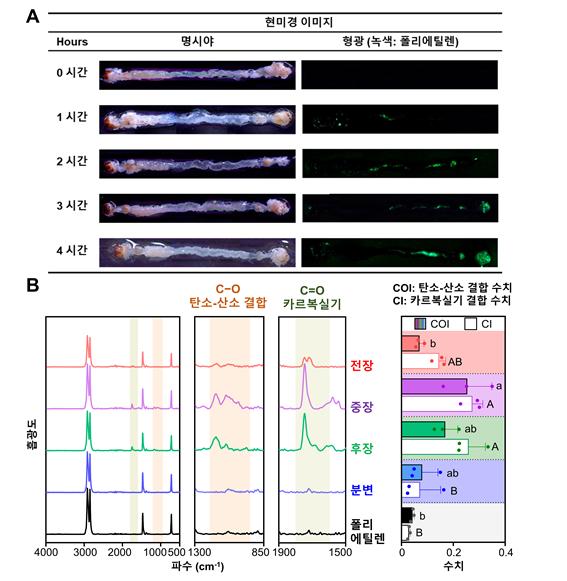 꿀벌부채명나방 장내 폴리에틸렌 산화 확인