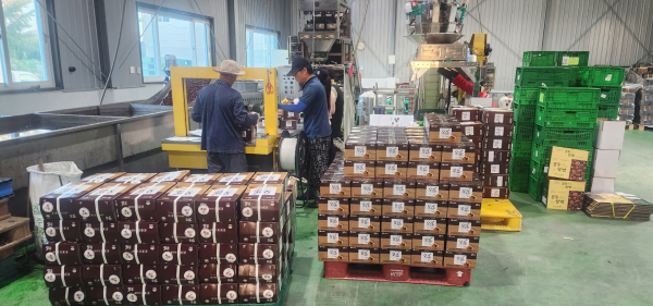 공주밤 베트남 수출 선적식 모습