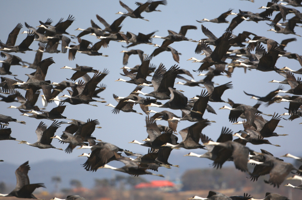 서산 천수만에서 지난해 3월 촬영된 흑두루미 군무