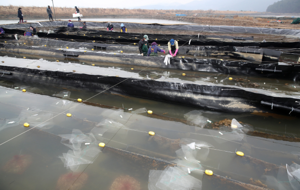 이원면에 위치한 해삼양식장 모습.
