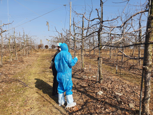 과수화상병 전염원 사전 제거 예찰 진행 모습