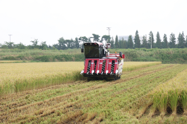 지난행 벼 수확 모습(2024. 8. 17. 태안읍 송암리).