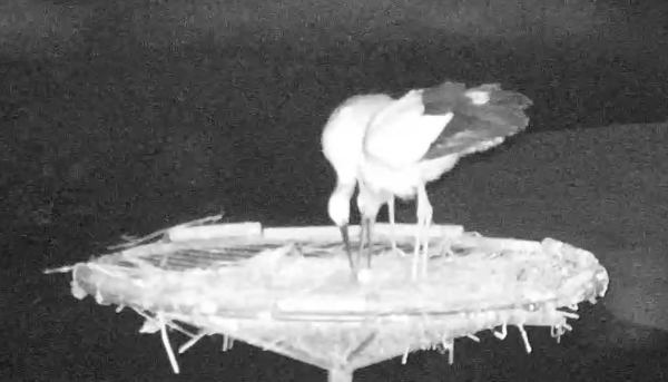 황새 관찰을 위해 서산버드랜드에 설치된 시시티브이를 통해 포착된 황새 산란 모습(1월 29일 04시경)