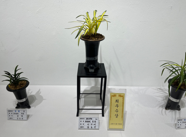 지난 2024 보령시 난 연합회, 가을 전시회 모습