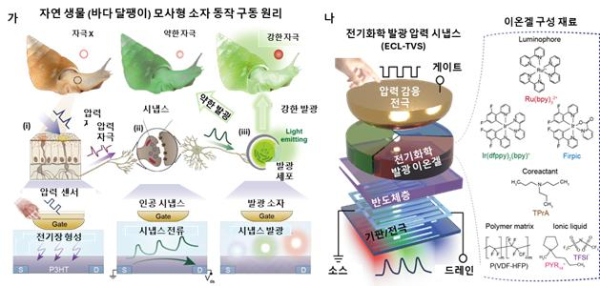 자연 생물 모사형 전기화학발광 압력 시냅스 (ECL-TVS) 개념도