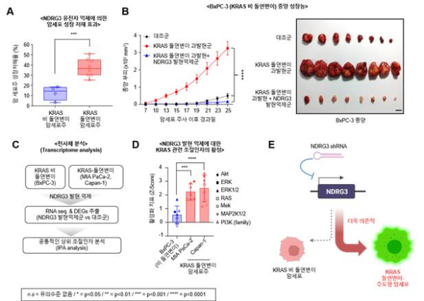 KRAS 돌연변이에 의해 유도되는 암세포 성장에서 NDRG3 발현 의존성 규명
