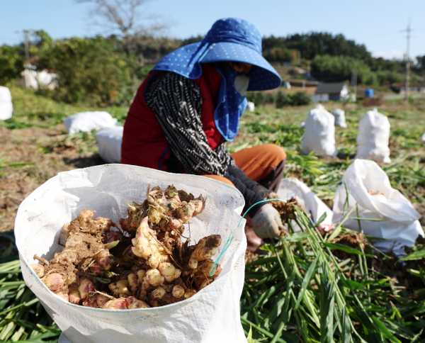 지난해 생강 수확 모습