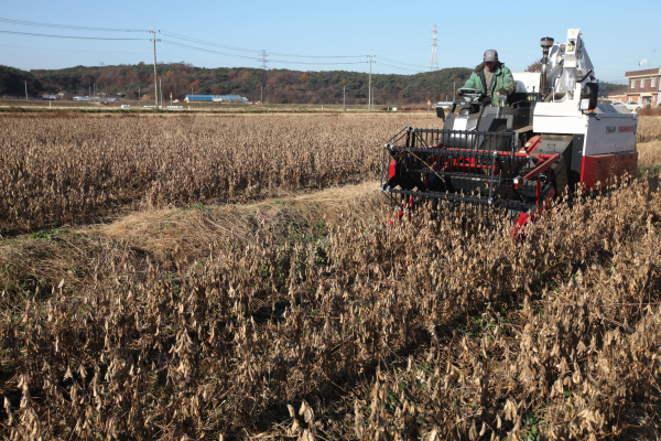 논 콩 수확 모습