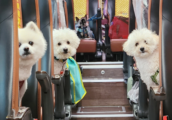 반려동물과 함께 태안을 찾은 관광객들 모습