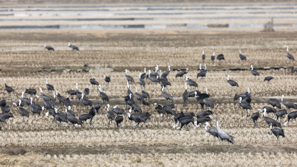 지난 3월 6일 서산 천수만에 도래한 흑두루미 모습