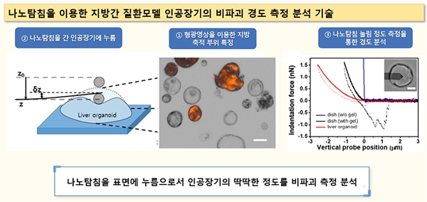 나노탐침을 이용한 지방간 질환모델 인공장기의 비파괴 경도 측정 분석 기술