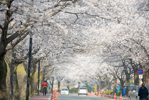지난해 계룡산 동학사 벚꽃