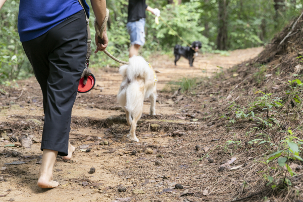 지난 2024년 국립양평치유의숲에서 반려동행 숲치유 프로그램 참여 반려인과 반려동물이 함께 맨발걷기를 체험하고 있다