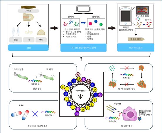 천연물 유래 신규 항생물질 히루니핀 2 발굴 및 효용성 검증