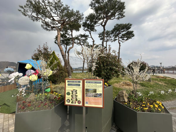 세종호수·중앙공원 4월 이달의 식물 ‘미선나무’ 전시