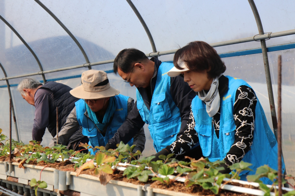 관내 유관기관·단체 및 농업인 합동 일손돕기 진행 모습