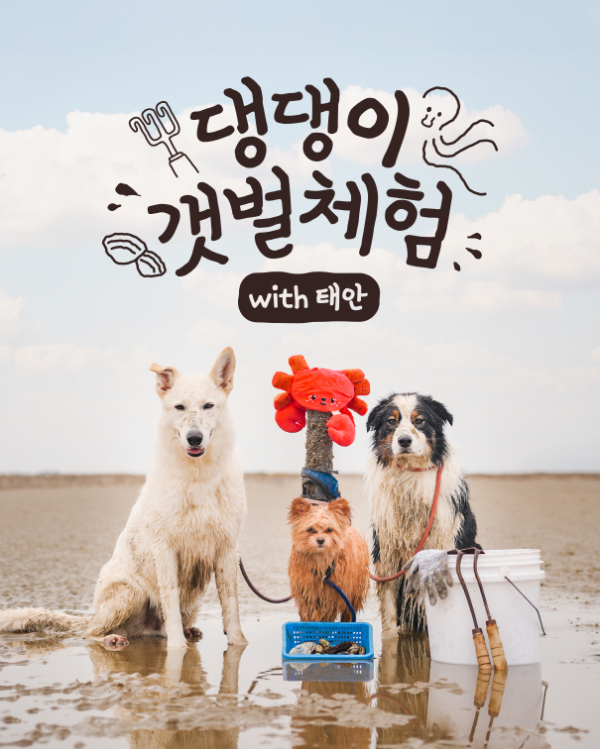 반려동물 동반 갯벌 체험 프로그램 홍보물.