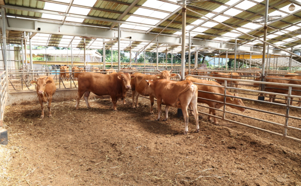 태안군의 한 축산농가 모습.