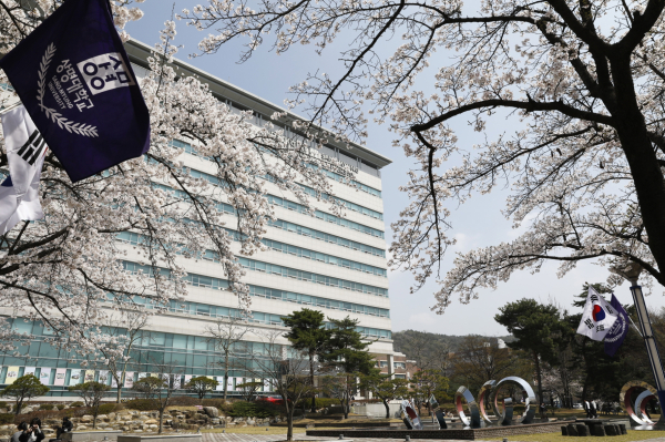 상명대 교내 벚꽃 풍경 모습