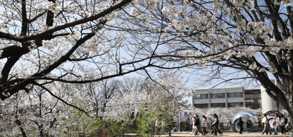 상명대 교내 벚꽃 풍경 모습