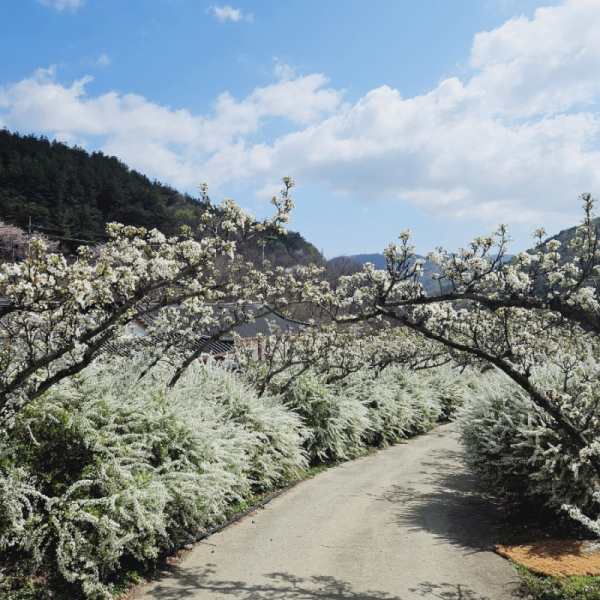 보령무궁화수목원 사진