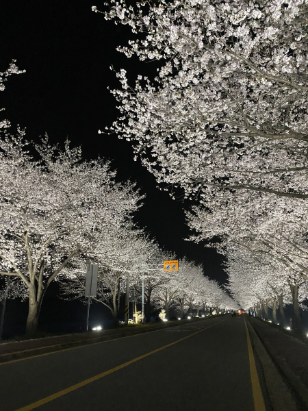 청양 벚꽃길 (청남면 왕진교 벚꽃길 야간사진)