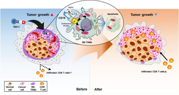 펩타이드 신약 TB511의 종양 미세환경 내 약리 기전
