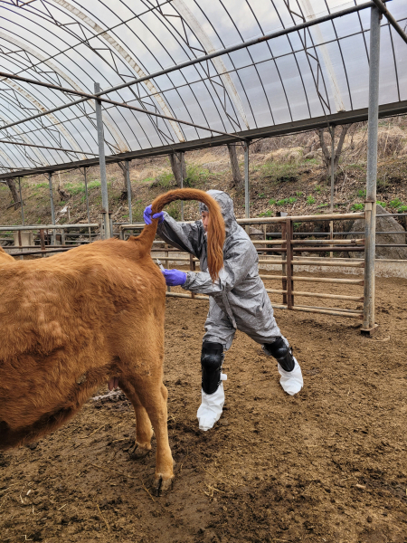 구제역 백신항체 형성 여부 확인 모습