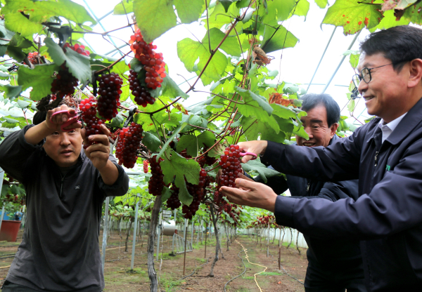 대전 산내농협, 델라웨어 포도 전국 첫 출하 (포도 수확 모습)
