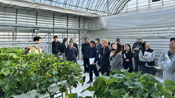 서산시 농업기술센터 스마트팜 사관학교 경영실습장에서 진행된 딸기 전문 육묘 기술 교육