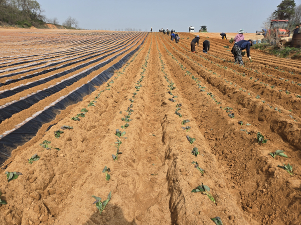 당진호풍 정식 재배 모습