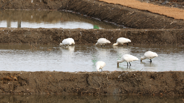 서산버드랜드 동쪽에 마련된 생태습지에서 관찰된 철새 모습(노랑부리저어새)