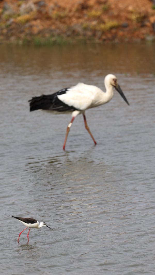 서산버드랜드 동쪽에 마련된 생태습지에서 관찰된 철새 모습(황새와 장다리물떼새)