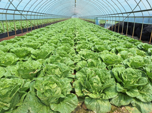 시설 봄배추 재배 현장