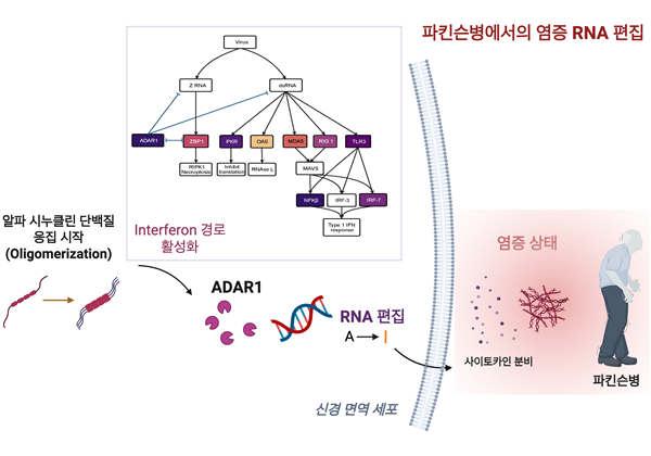 파킨슨병에서의 염증 RNA 편집 모델 도식.