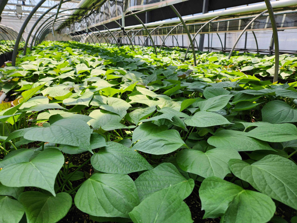 소담미 고구마 종순