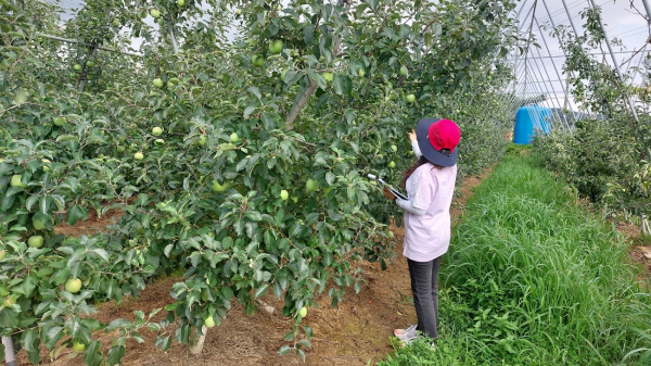 지난해 7월 서산시 과수화상병 예찰단이 운산면 일원에서 과수화상병 발생 여부를 점검하는 모습