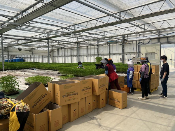 군 다목적육묘장에서 재배된 고추묘를 배송하기 위해 박스에 포장하는 모습