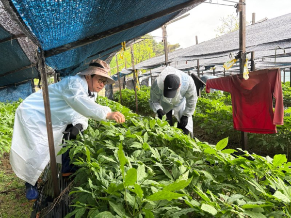 대전 범농협 임직원 영농철 농촌일손돕기 진행 모습