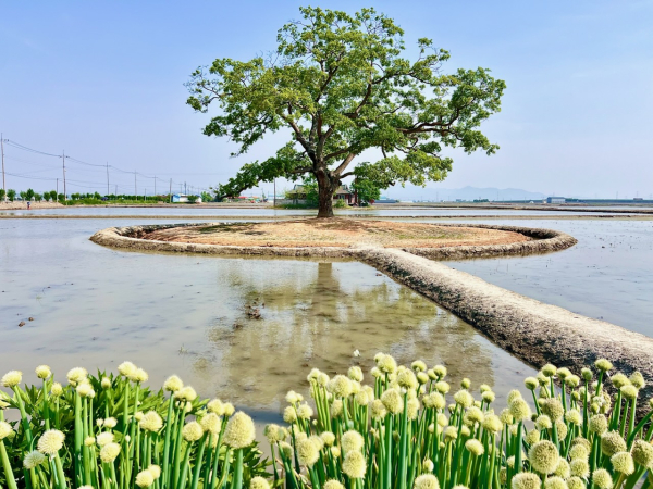 우강 팽나무 모습