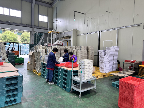 청양블루베리 공동선별 모습