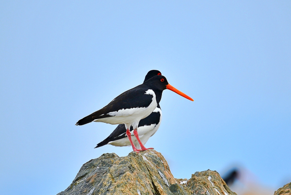 검은머리물떼새