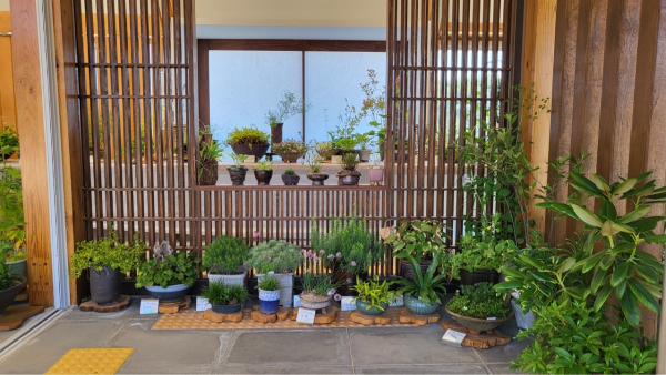 지난해 국립세종수목원 분재전시관에서 진행한 야생초 전시